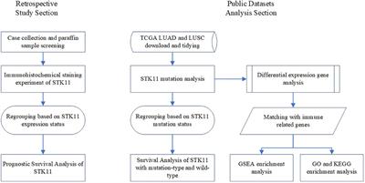 Prognostic implications of STK11 with different mutation status and its relationship with tumor-infiltrating immune cells in non-small cell lung cancer
